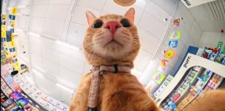 Petshop Science launches world’s first TV commercial filmed by pets, for pets