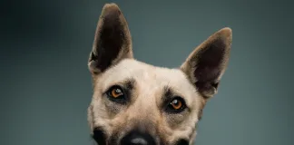 Rescued Belgian Malinois-Boerboel Mix needs a loving home Rescued Belgian Malinois-Boerboel Mix needs a loving home