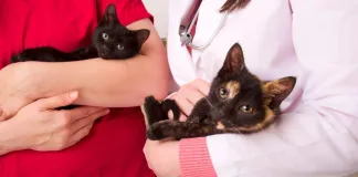 6 common health risks in cats that are surprisingly easy to miss 6 common health risks in cats that are surprisingly easy to miss