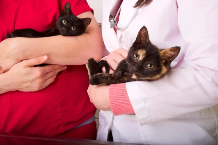 U.S.-vet-clinic-A-Cats-Place-4 6 common health risks in cats that are surprisingly easy to miss