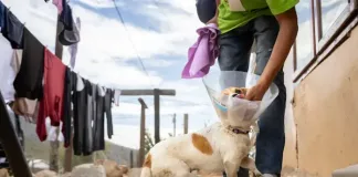 World Spay Day: Love Your Pet World Spay Day: Love Your Pet