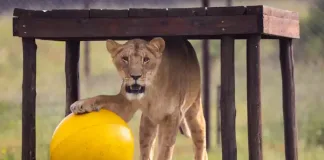 Share Love This Valentine’s Day: Symbolically Adopt a Big Cat with FOUR PAWS