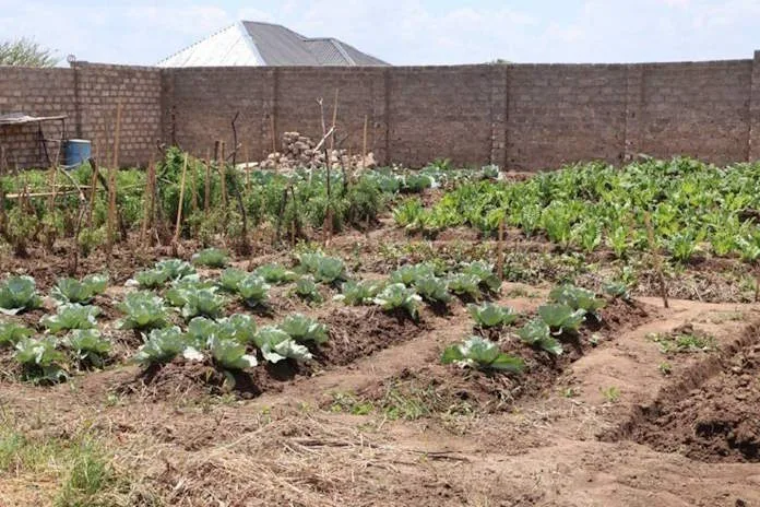 Tiger Brands garden