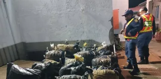 Four Arrested After Nearly 300kg of Dagga Seized Four Arrested After Nearly 300kg of Dagga Seized
