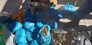 Suspect Apprehended with Dagga Worth Nearly R500,000