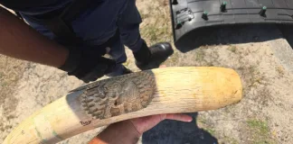 High-Speed Chase Ends in Arrests for Robbery and Possession of Elephant Tusk