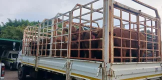 Three Arrested in Undercover Operation After R300,000 Cattle Theft from Agricultural School Three Arrested in Undercover Operation After R300,000 Cattle Theft from Agricultural School