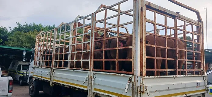 650762800_1356551973163106_6844345284942975096_n Three Arrested in Undercover Operation After R300,000 Cattle Theft from Agricultural School
