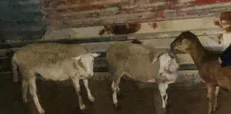 Six Appear in Court for Farm Stock Theft Six Appear in Court for Farm Stock Theft