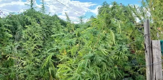 Dagga Plants Seized, Suspect Arrested