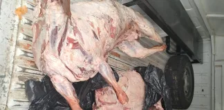Woman Arrested in Kroonstad for Possession of Suspected Stolen Livestock Woman Arrested in Kroonstad for Possession of Suspected Stolen Livestock