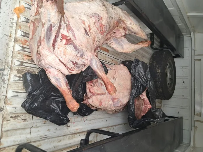 654845779_1364610025690634_2191060890032277403_n Woman Arrested in Kroonstad for Possession of Suspected Stolen Livestock