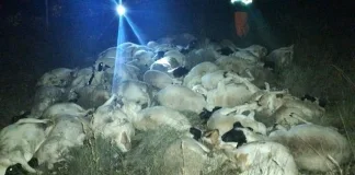SAPS Foils Stock Theft Attempt Near Campbell, 52 Sheep Recovered