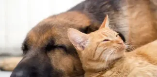 Protect your pet from the unseen threat of parasites
