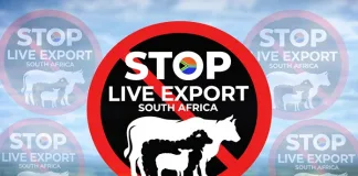 Stop Live Export SA calls on John Steenhuisen to immediately suspend this high-risk trade