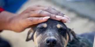 World Stray Animal Day: South Africa’s Stray Animal Crisis needs Humane Solutions