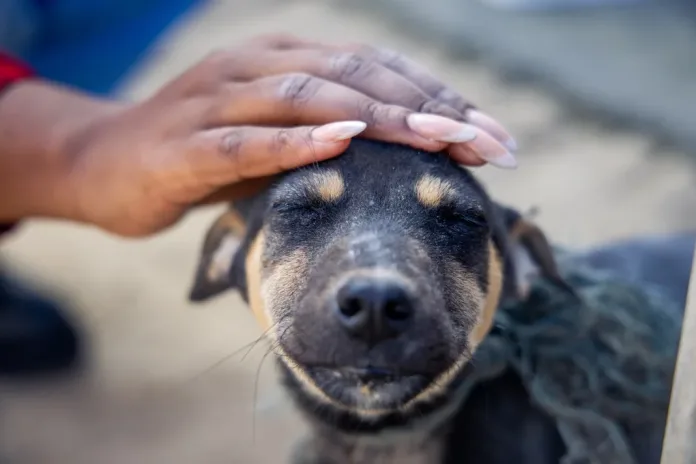 World Stray Animal Day: South Africa’s Stray Animal Crisis needs Humane Solutions