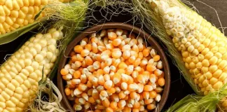 From Seed to Supply: How Agriculture Sustains Communities and Economies