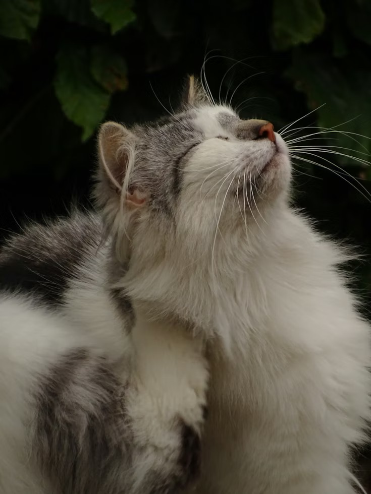 The Flea and Tick Survival Guide for Pet Parents