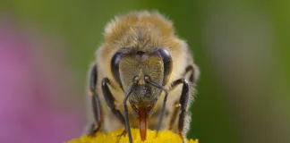 Secrets of the Bees Lands on TV screens this weekend Secrets of the Bees