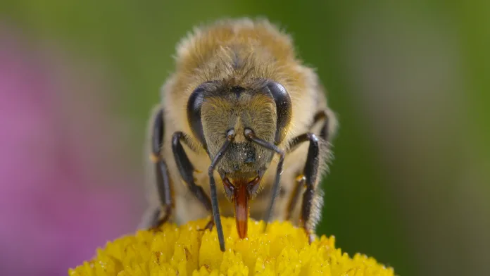Secrets of the Bees
