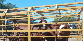 Two Arrested, Three Stolen Cattle Recovered in Stock Theft Bust