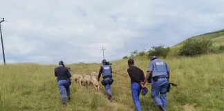 Man Arrested with Eleven Sheep; Accomplices Flee Man Arrested with Eleven Sheep; Accomplices Flee