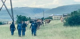 Police Arrest Man for Possession of Suspected Stolen Cattle Police Arrest Man for Possession of Suspected Stolen Cattle