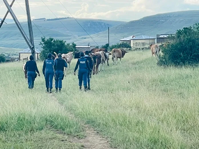 672687350_1384934993658137_143299120858146330_n Police Arrest Man for Possession of Suspected Stolen Cattle