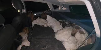Two Arrested for Possession of Suspected Stolen Livestock Two Arrested for Possession of Suspected Stolen Livestock