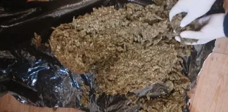 Police Seize R289,200 Worth of Hydroponic Cannabis in Springbok Parcel Interception