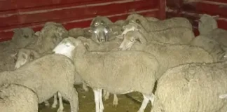 Seven Arrested in Bloemfontein for Livestock Theft; 30 Sheep Recovered