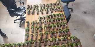 Two Arrested in Bloemfontein CBD After Parkweg Bike Squad Seizes R15,000 Worth of Khat