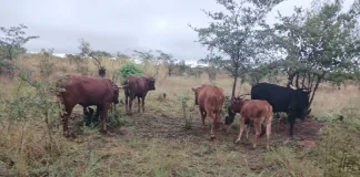 Three Arrested for Stock Theft, Stolen Cattle Recovered Three Arrested for Stock Theft, Stolen Cattle Recovered