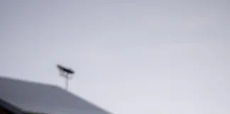 Akani Simbine