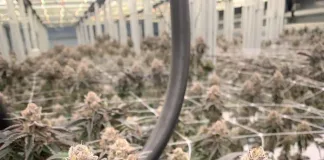 SA cannabis market: licensed operator bets on compliance as regulation tightens