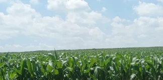 Earth Day: How agriculture is shaping a more sustainable future