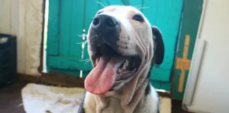 TEARS Animals Rescue partners with Mutt Mix to establish the breeds of shelter dogs for more successful rehoming