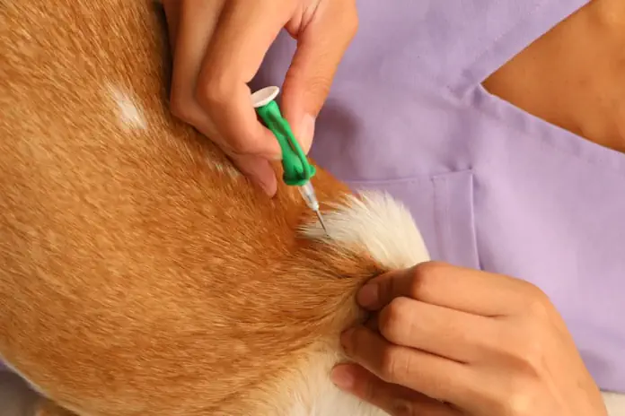 Lost Pets, Happy Endings: Why Microchipping Matters This National Pet ID Week Lost Pets, Happy Endings: Why Microchipping Matters This National Pet ID Week