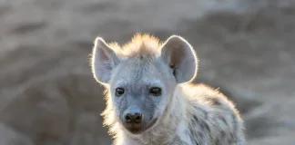 Lion & Safari Park Busts Hyena Myths This International Hyena Day Lion & Safari Park Busts Hyena Myths This International Hyena Day