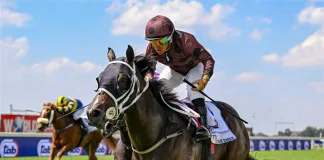 Jockey Muzi Yeni
