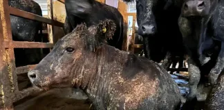 SA Vets join Stop Live Export in call to ban live animal export