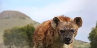 Once Forgotten, Now Celebrated: Meet Phiri the Hyena at LIONSROCK Big Cat Sanctuary Once Forgotten, Now Celebrated: Meet Phiri the Hyena at LIONSROCK Big Cat Sanctuary