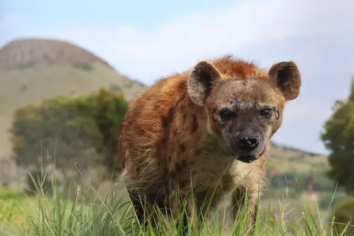 Once Forgotten, Now Celebrated: Meet Phiri the Hyena at LIONSROCK Big Cat Sanctuary Once Forgotten, Now Celebrated: Meet Phiri the Hyena at LIONSROCK Big Cat Sanctuary