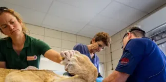 More Than Medicine: One Vet, One Team, a Lifetime of Care