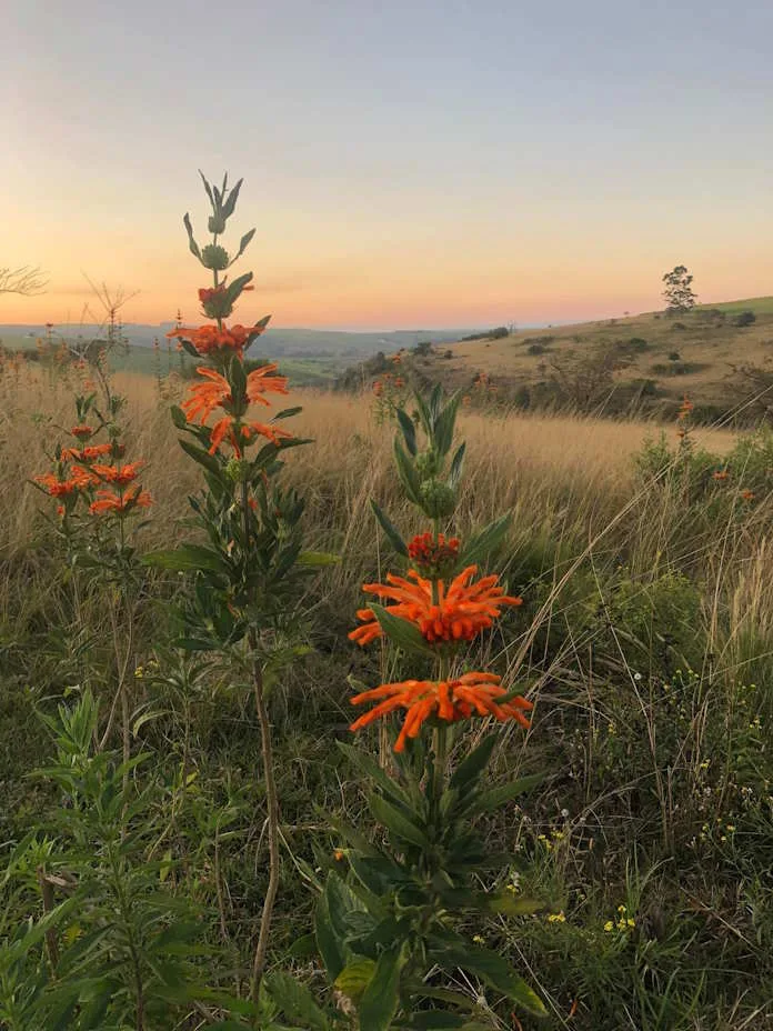 Rural KZN - wild dagga. Image source: Supplied