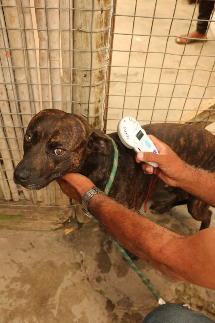 Scanning for microchip