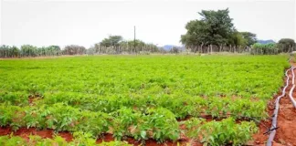 Tiger Brands Hulisani Agriculture Development programme onboards second cohort of local emerging farmers, women farmers lead in numbers