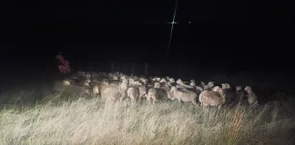 Police Recover 100 Stolen Sheep Worth R180,000, No Arrests Yet Police Recover 100 Stolen Sheep Worth R180,000, No Arrests Yet