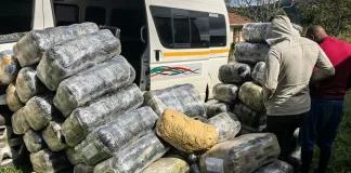 SAPS Seizes Over One Ton of Dagga Worth R6 Million, Two Arrested